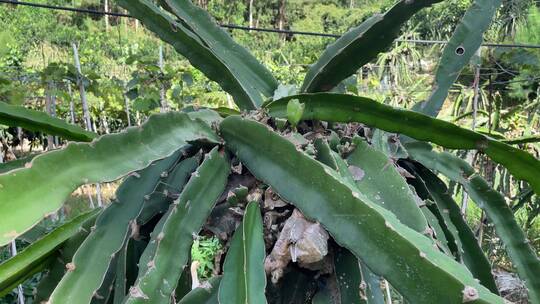 水果种植火龙果4K实拍视频