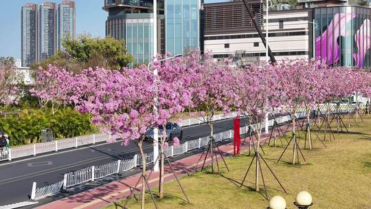 中国广东省广州市海珠区瑞宝街道紫花风铃木