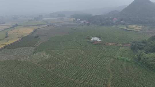 万亩香芋地农业丰收