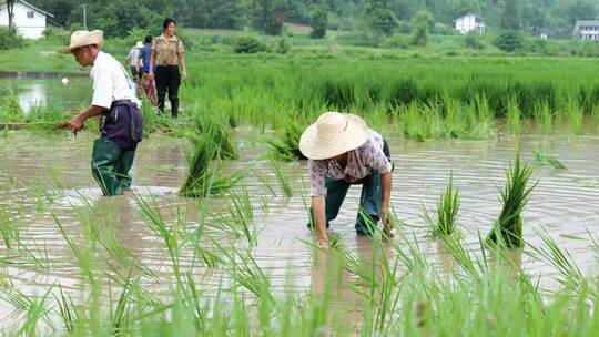 水稻栽秧-插秧-农业生产-春耕