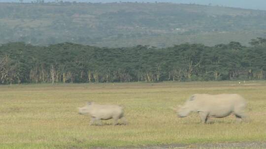 在草原里行走的犀牛