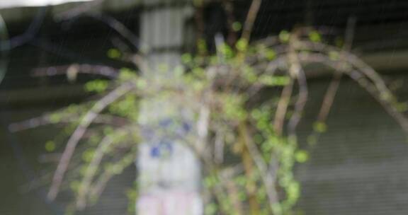 街道 绿植  雨滴 大雨 升格4K