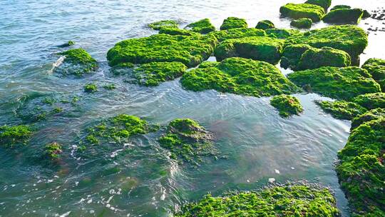 湛江海边退潮后的礁石海浪与绿色海草苔藓