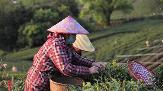 西湖龙井茶采茶，炒茶