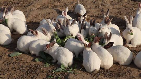 实拍兔子养殖