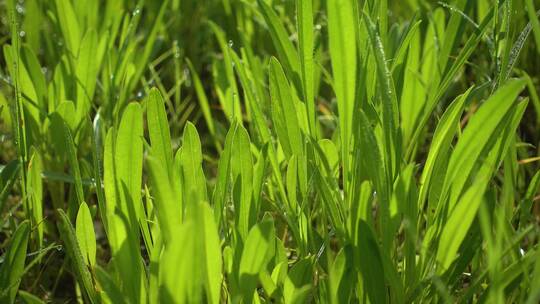 春天长出的嫩绿小草