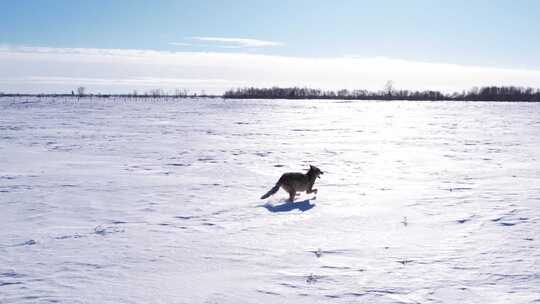 郊狼跑过深深的粉雪和田野以度过寒冷的冬天