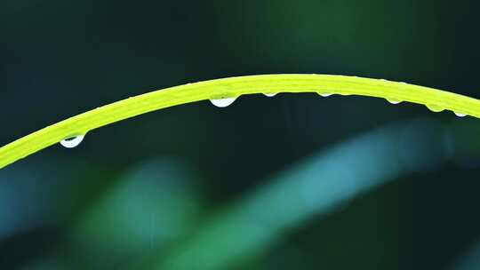 夏季下雨天植物树叶雨滴水滴水珠特写