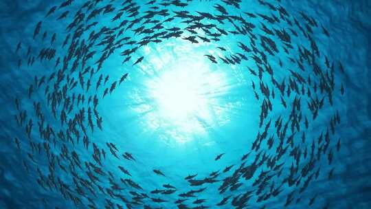 鱼群海洋鱼类海洋馆水下摄影海底世界唯美