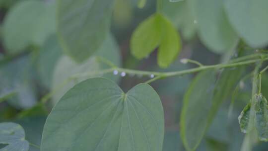 野外阳光穿过树叶的光芒