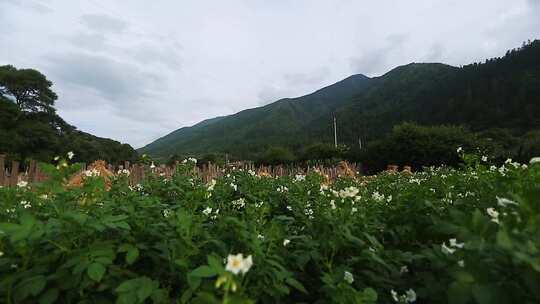 土豆地洋芋花视频素材模板下载