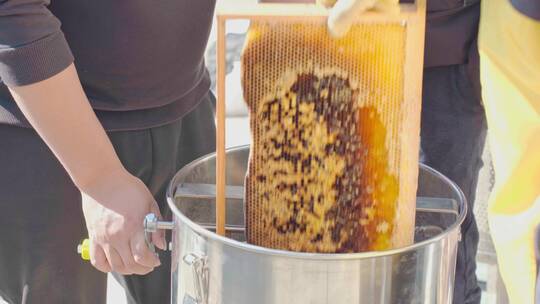 中蜂蜂农取蜂蜜