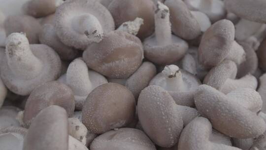 香菇种植采收加工