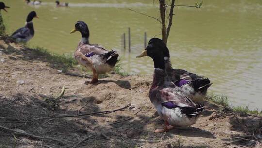 鸭子饲养农村绿头鸭视频素材模板下载