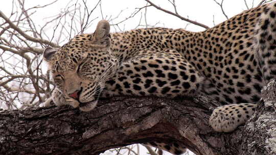 睡在树上的成年豹子