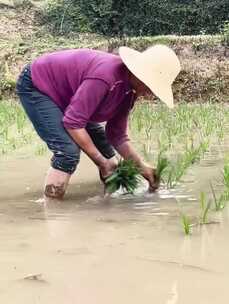 农民干农活水稻种植犁地抛秧插秧石磙碾稻谷