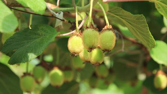 威海正棋山茁壮成长的猕猴桃幼果
