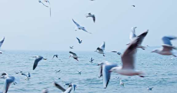 大海海面飞翔的海鸥