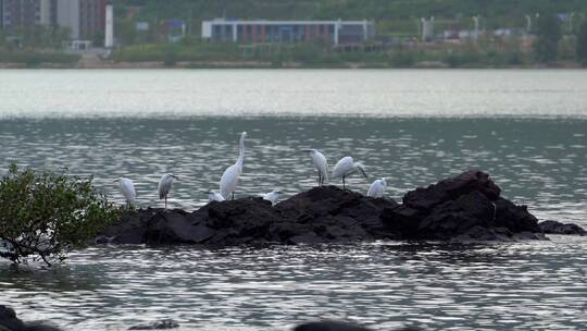 停留海边石头上的一群白鹭其中一只飞走