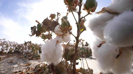 新疆棉花素材