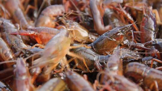 小龙虾农业养殖餐饮捕捞爬行动物成群麻辣