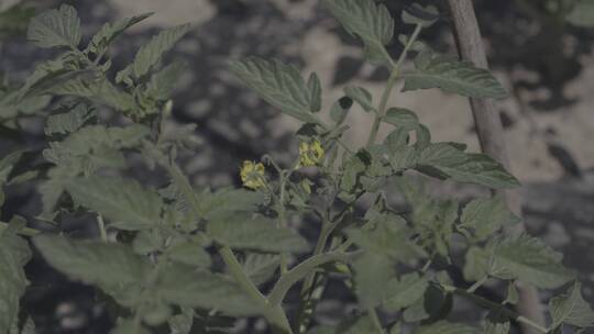 天然蔬菜种植素材2