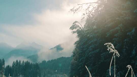 蒂罗尔阿尔卑斯山，雪，山脉，森林