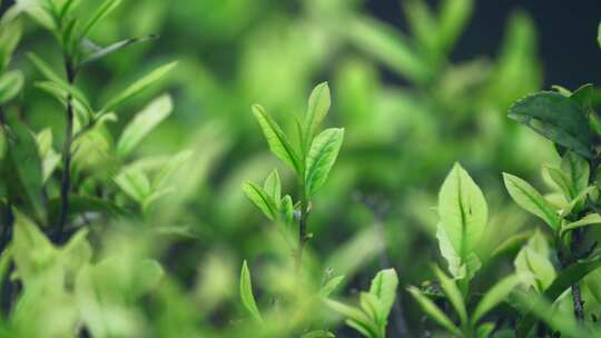 茶农采茶春茶白茶绿茶茶叶毛尖手工茶采茶