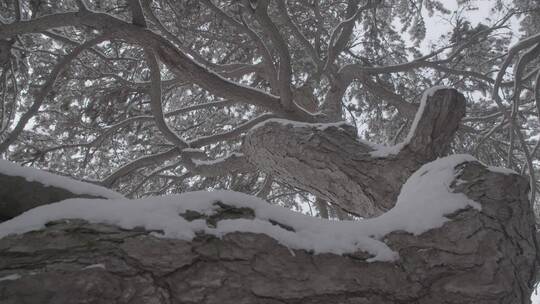 雪后景色LOG