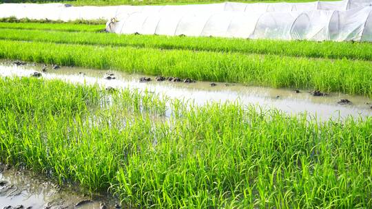 稻谷种植 水稻