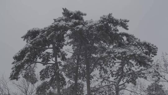 雪后景色LOG