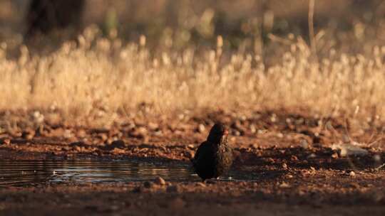 在饮水槽中沐浴普通黑鸟（Turdus m