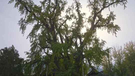 航拍古寺千年银杏秋景西安古观音禅寺