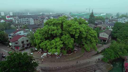 古堰画乡香樟码头香樟广场樟树