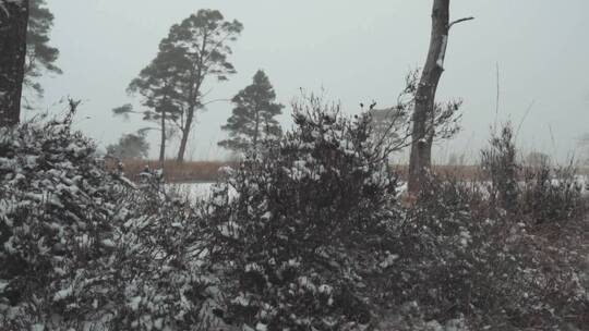 冬日树林里的雪