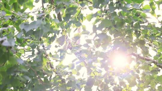 阳光透过枝繁叶茂的树叶照射进来