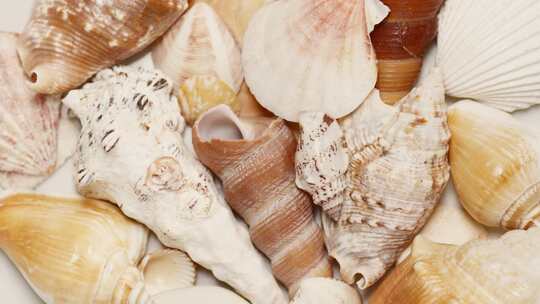 多种多样的海螺贝壳