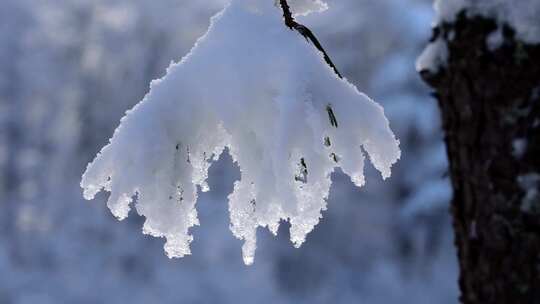 植物被雪覆盖雾凇结冰