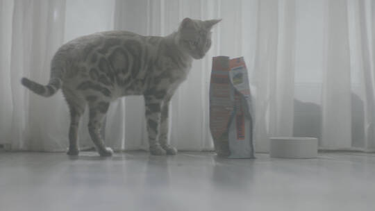 猫咪在猫粮旁边