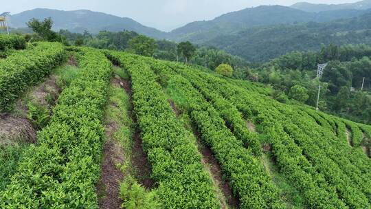 平阳茶山视频素材模板下载