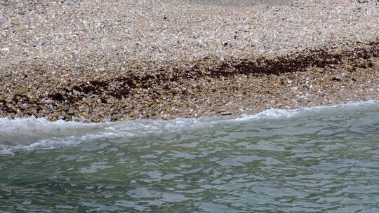 大风天抓到岸边的海洋植物海藻60帧