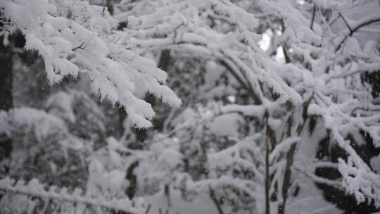 黄山 雪景 雾凇