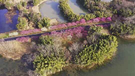 杭州西溪湿地春天公园小路 航拍梅花美景