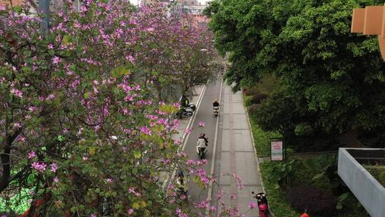 航拍国内柳州市紫荆花