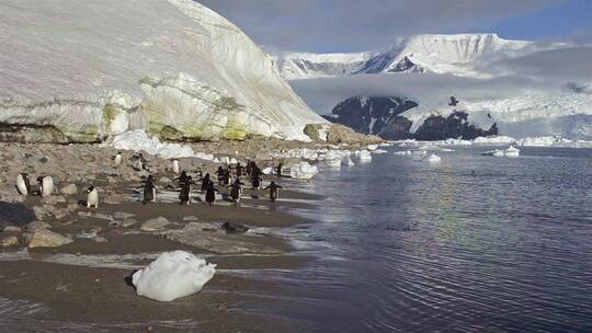 南极尼科港海滩上的巴布亚企鹅离开水面
