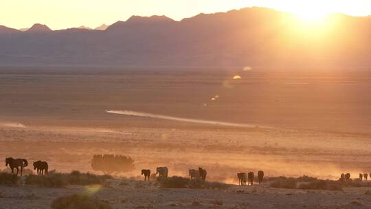 夕阳下沙漠中的牧群
