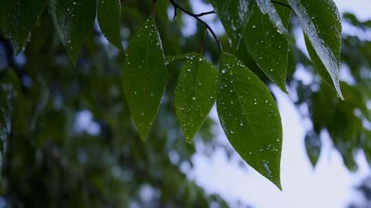 带雨滴的绿色树叶特写