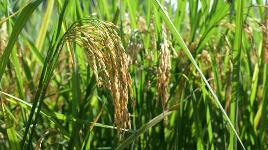 金色水稻 水稻特写 水稻种子