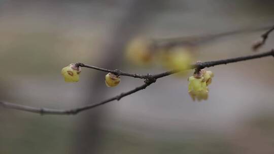 黄色的梅花傲雪开放