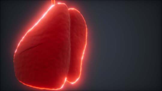 心脏全结构的展示动画